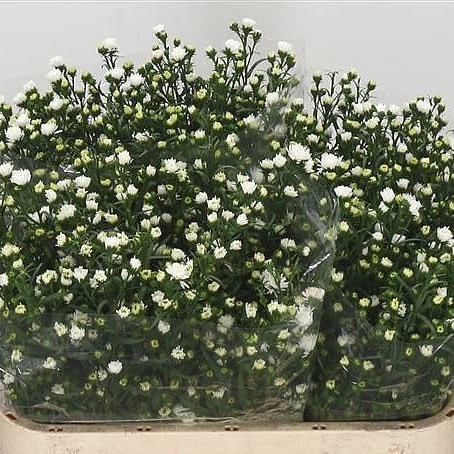 Aster Pretty Wendy