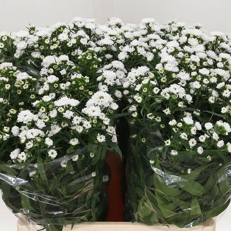 Aster Pretty Wendy Double