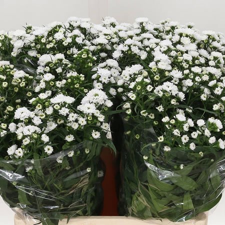 Aster Pretty Wendy Double