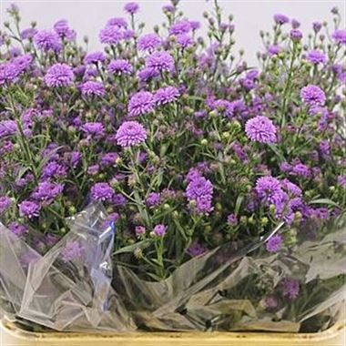 Aster astee carmine lilac