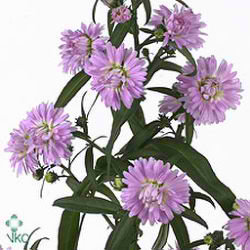 Aster Cape Town