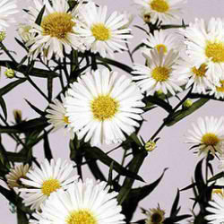 Aster Casablanca
