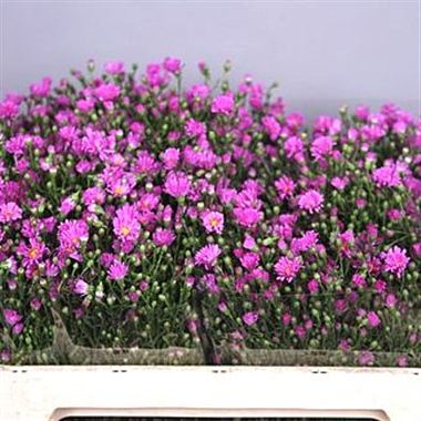 Aster Casarosa