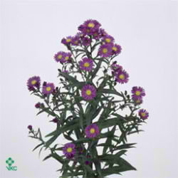 Aster Cecilia