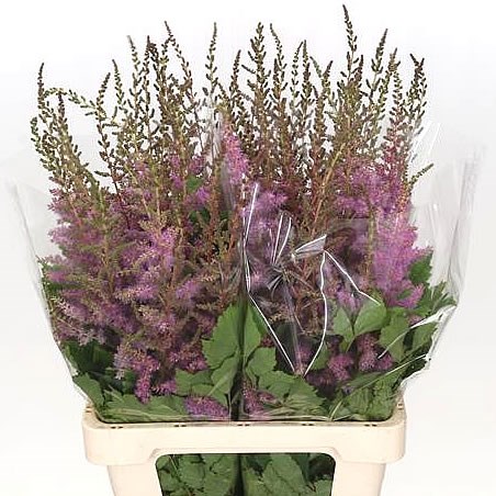 Astilbe Amethyst