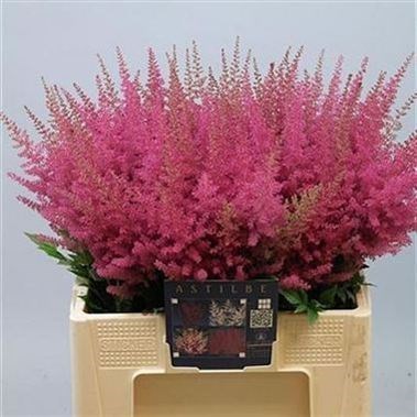 Astilbe Else Schluck