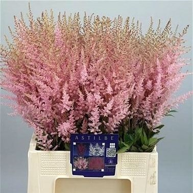 Astilbe Erika