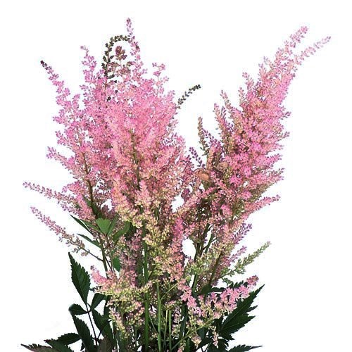 Astilbe Erika