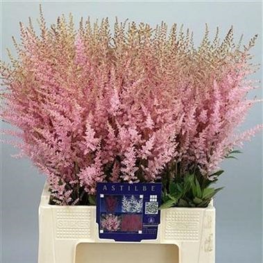 Astilbe Erika