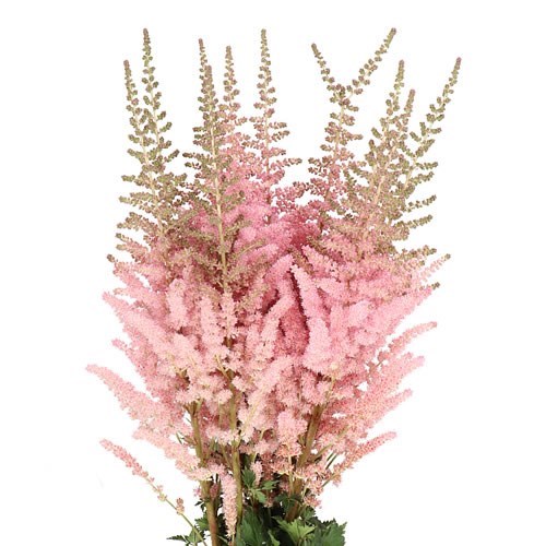 Astilbe Glitter & Glamour