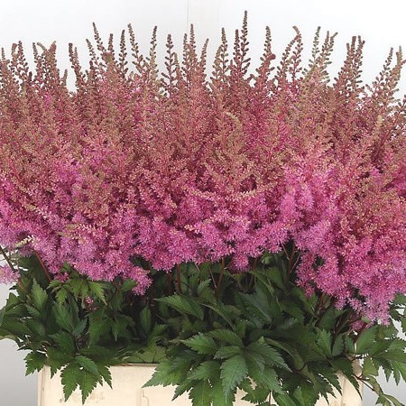 Astilbe Gloria