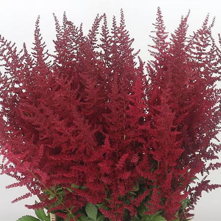 Astilbe Glut