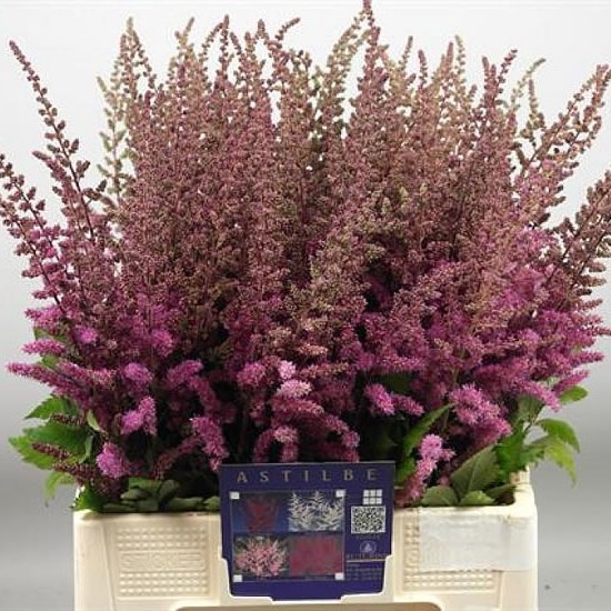 Astilbe Maggie Daley