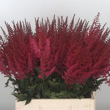 Astilbe Paul Gaarde