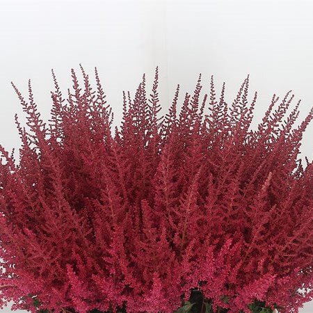 Astilbe Paul Gaarde