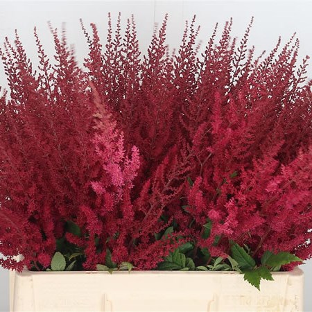 Astilbe Paul Gaarder