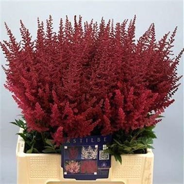 ASTILBE PAUL GAARDER