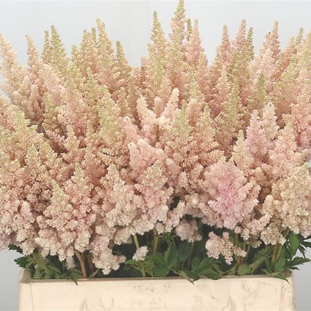 Astilbe Vision Inferno