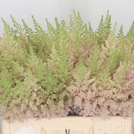 Astilbe Vision Inferno