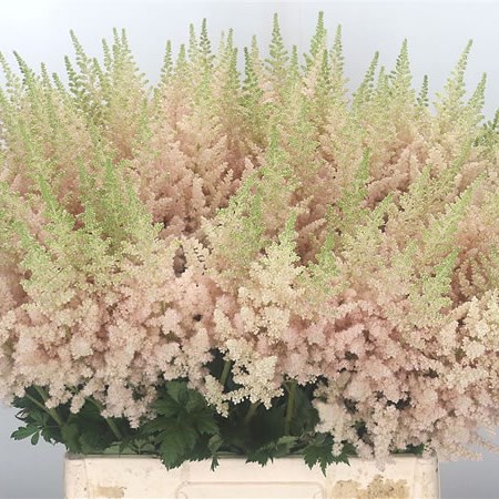 Astilbe Vision Inferno