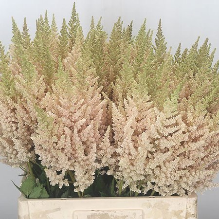 Astilbe Vision Inferno (Extra)