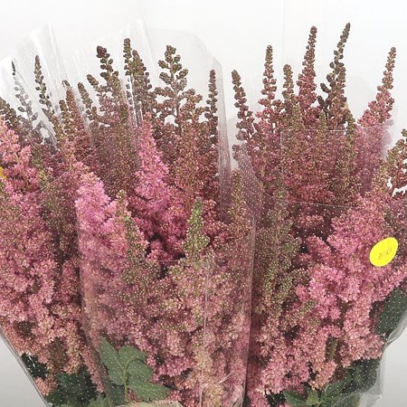 Astilbe Visions In Pink