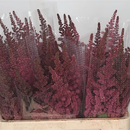 Astilbe Visions in Red
