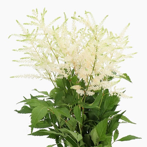 Astilbe Wahsingthon