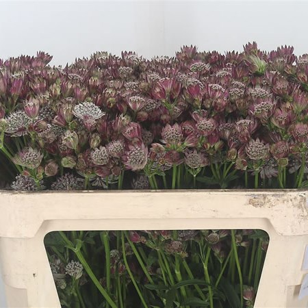 Astrantia Diamond Dark Pink