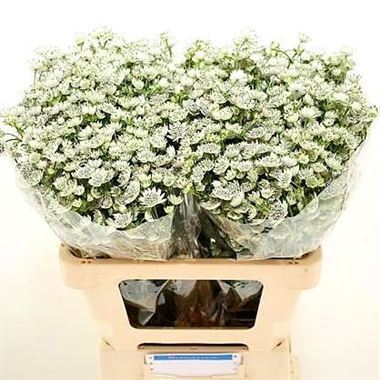 Astrantia Million Stars