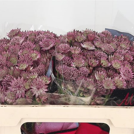 Astrantia Roma
