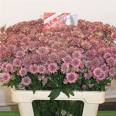 Astrantia Rosa Lee