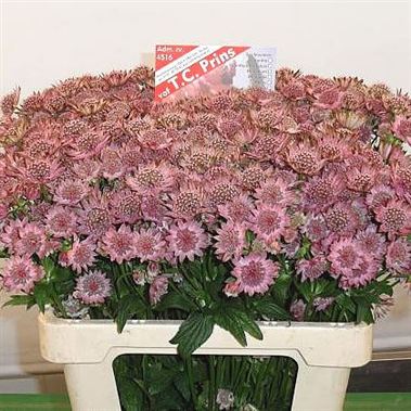 Astrantia Rosa Lee