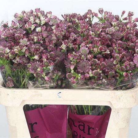 Astrantia Star Of Promise