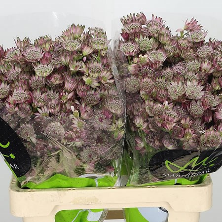 Astrantia Star of Africa