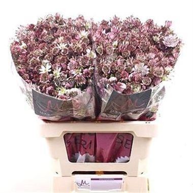 Astrantia Star of Africa