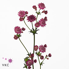 Astrantia Major Venice