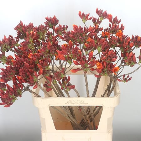 Azalea Orange/Red