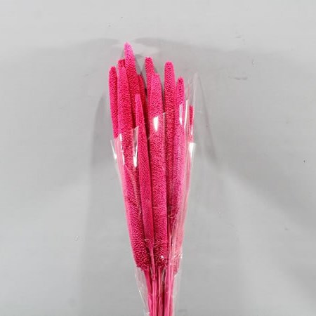BABALA DRIED & DYED CERISE