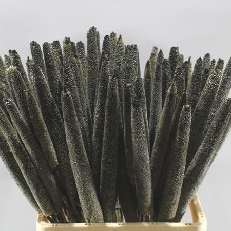 BABALA DYED BLACK (dried)