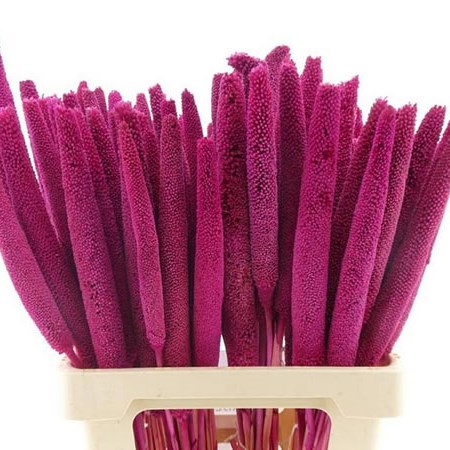 BABALA DYED CERISE (dried)