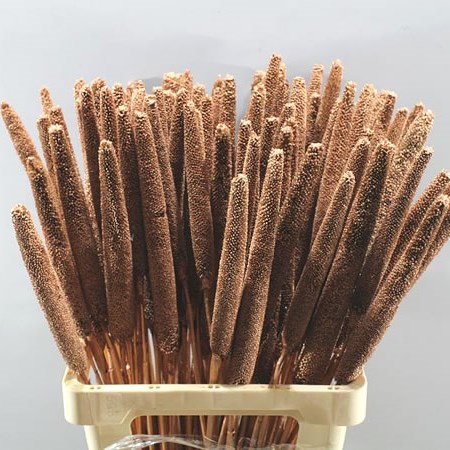 BABALA DYED COPPER (dried)
