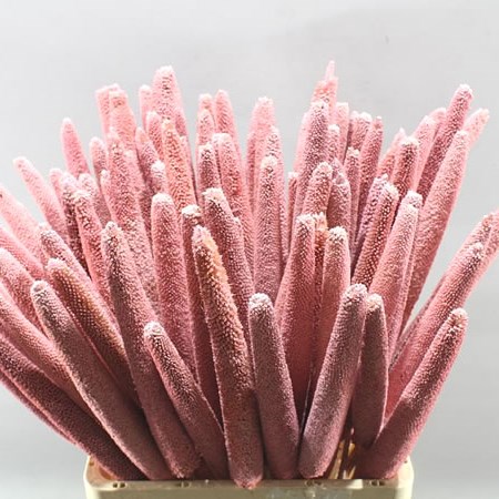 BABALA DYED FROST PINK (DRIED)