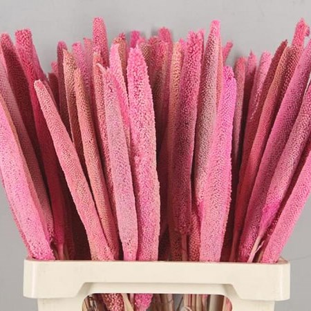 BABALA DYED LIGHT PINK (dried)