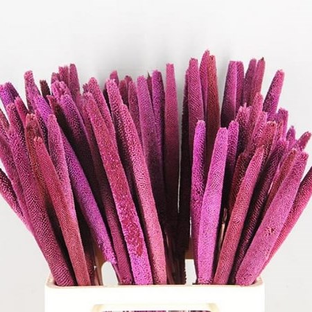 BABALA DYED PURPLE (dried)