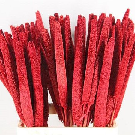 BABALA DYED RED (dried)