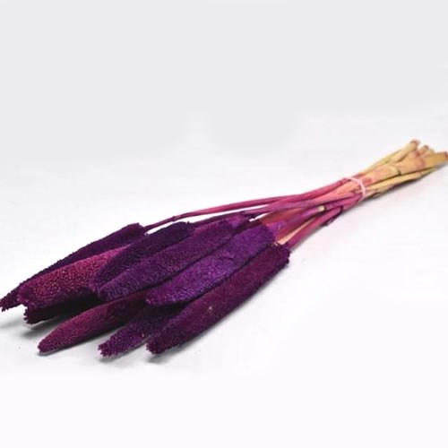 BABALA DYED VIOLET (DRIED)