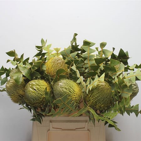 BANKSIA BAXTERII YELLOW