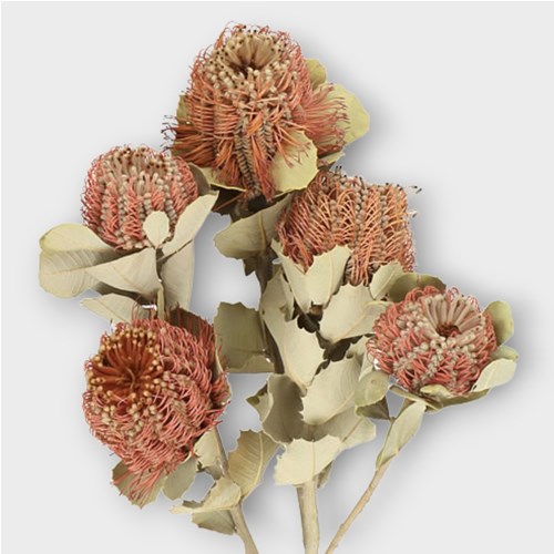 BANKSIA COCCINEA (DRIED) 35cm Wholesale Dried Flowers UK Preserved