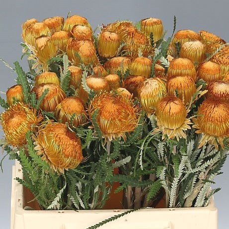 BANKSIA DREYANDRA